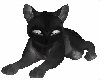 Black Chill Cat