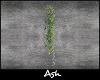 Ash.wall plant annim. 1