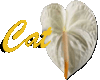 white heart flower