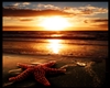 Starfish Beach Blanket