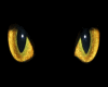 Cat's eyes~ Halloween 