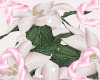 Pink Poinsettia