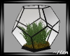 Neoterica Terrarium