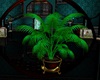 LS Turuoise Room Plant