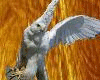 Falcon Bird - picture 3D