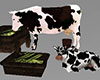 Animated Cows Milking