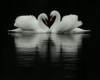 2 Swans