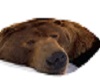 PC Grizzly Bear Rug