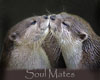 otter soulmates