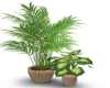 two plant set
