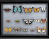 Butterfly Collector