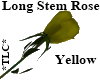 *TLC*LongStemRose Yellow