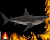 HF Marsh Shark
