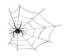 {ZAK} Spider/Web 2