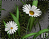 Natural Flowers Daisy