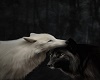 ying and yang wolf club