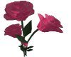 Damask Rose Fallin Petal