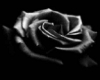 black rose rug