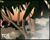 Palm tree & rocks