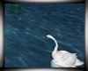 ~Paradise Swan