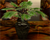 bcp dragon plant