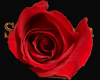 red rose 3