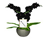 RH Black orchid