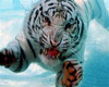 White Tiger Attack