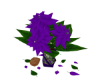 Purple Poinsettia 2