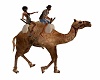 Ride Camel  Anim