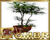 QMBR Bonsai Plant 4
