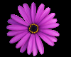 Purple Daisy