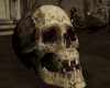 I. Skull