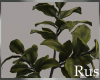 Rus Plant Decor 2