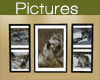 Wolves 5 Picture Framed
