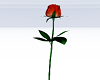 MI Flower Rose