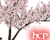 HCP CHERRY TREE 