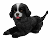 TF* Black Cuddle PUP