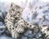 Exotic Snow Leopard Home