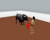 (CS)bullfight ride