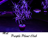 Purple Club Plant