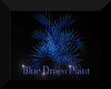 The Blue Draco Plant