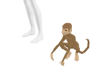 Monkey 🤎🐵