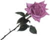 Rose 4