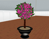 (IKY2) TOPIARY PINK/BLK