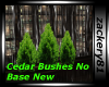 Cedar Bushes No Base