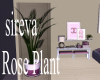 sireva Rose Plant
