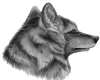 Arctic Wolf Coyote