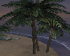 Palms Trees