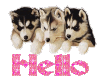 Wolf cubs with Hello